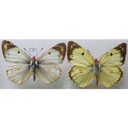 Colias hyale (Linnaeus, 1758) pair Szlaczkoń siarecznik Czech5